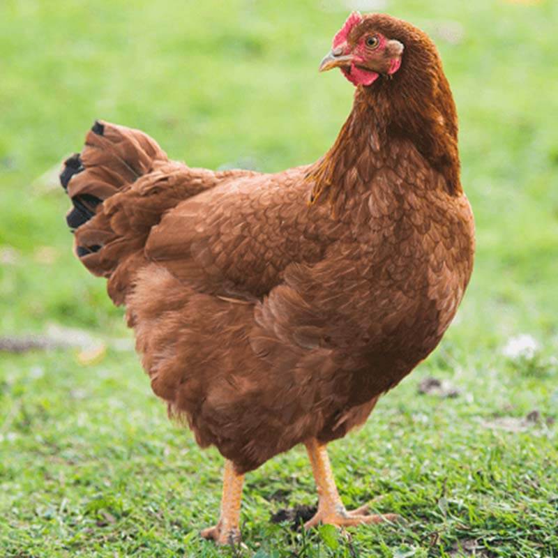 rhode-island-red-chicken